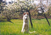 Weißer Schweizer Schäferhund Foto: frühling (ID 33485) Weißer Schweizer Schäferhund Hund