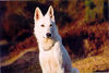 Weißer Schweizer Schäferhund Foto: abendlicht (ID 33486) Weißer Schweizer Schäferhund Hund