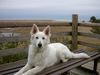 Weißer Schweizer Schäferhund Foto: eine ganze bank für mich allein..... (ID 15094) Weißer Schweizer Schäferhund Hund