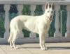 Weißer Schweizer Schäferhund Foto: MICHIGANE DES GARDIENS DU WALHALLA (ID 1087) Weißer Schweizer Schäferhund Hund