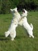 Weißer Schweizer Schäferhund Foto: Zickenterror (ID 39209) Weißer Schweizer Schäferhund Hund