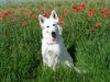 Weißer Schweizer Schäferhund Foto: Ronja im Blütenmeer (ID 39210) Weißer Schweizer Schäferhund Hund