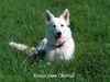 Weißer Schweizer Schäferhund Foto: Das ist meine Ronja (ID 20925) Weißer Schweizer Schäferhund Hund