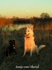 Weißer Schweizer Schäferhund Foto: Das ist meine Ronja (ID 20926) Weißer Schweizer Schäferhund Hund