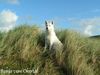 Weißer Schweizer Schäferhund Foto: Das ist meine Ronja (ID 20927) Weißer Schweizer Schäferhund Hund