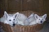 Weißer Schweizer Schäferhund Foto: Beautyful- Sally und Chicco-Ben of sweet Melody (ID 4961) Weißer Schweizer Schäferhund Hund