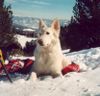 Weißer Schweizer Schäferhund Foto: Unsere Hündin Shadow im Winterurlaub (ID 17534) Weißer Schweizer Schäferhund Hund