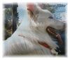 Weißer Schweizer Schäferhund Foto: Kingsmeadow Silver Star (ID 21308) Weißer Schweizer Schäferhund Hund