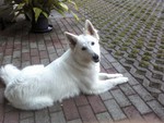 Weißer Schweizer Schäferhund Hund