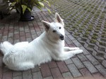 Weißer Schweizer Schäferhund Foto: Weißer Schäferhund (ID 47289) Weißer Schweizer Schäferhund Hund
