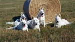 Weißer Schweizer Schäferhund Hund