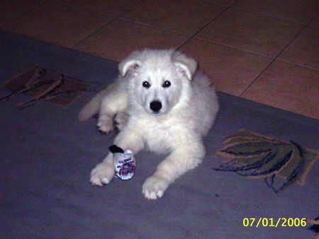 Weißer Schweizer Schäferhund Hunde Foto 30329 Weißer Schweizer Schäferhund Er kann ja so lieb sein