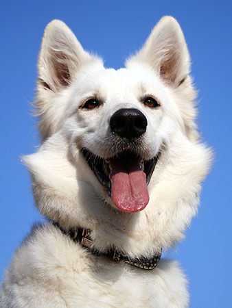 Weißer Schweizer Schäferhund Hunde Foto 39208 in höherer Auflösung ansehen Weißer Schweizer Schäferhund Himmlische Ronja