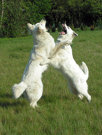 Weißer Schweizer Schäferhund Hunde Foto 39209 in höherer Auflösung ansehen Weißer Schweizer Schäferhund Zickenterror