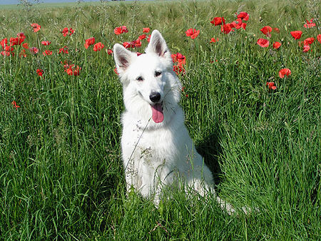 Weißer Schweizer Schäferhund Hunde Foto 39210 in höherer Auflösung ansehen Weißer Schweizer Schäferhund Ronja im Blütenmeer