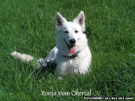 Weißer Schweizer Schäferhund Hunde Foto 20925 in höherer Auflösung ansehen Weißer Schweizer Schäferhund Das ist meine Ronja