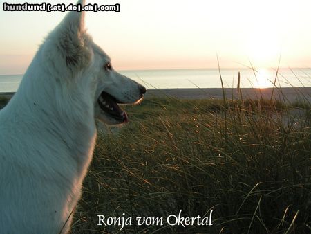 Weißer Schweizer Schäferhund Hunde Foto 20928 in höherer Auflösung ansehen Weißer Schweizer Schäferhund Das ist meine Ronja