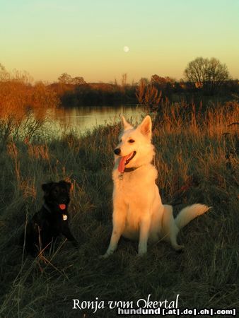 Weißer Schweizer Schäferhund Hunde Foto 20926 in höherer Auflösung ansehen Weißer Schweizer Schäferhund Das ist meine Ronja