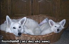 Weißer Schweizer Schäferhund Hunde Foto 4961 Weißer Schweizer Schäferhund Beautyful- Sally und Chicco-Ben of sweet Melody