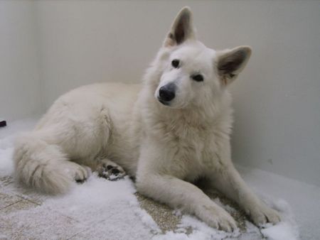 Weißer Schweizer Schäferhund Hunde Foto 43089 in höherer Auflösung ansehen Weißer Schweizer Schäferhund samy 6 J.