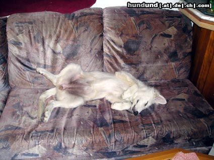 Weißer Schweizer Schäferhund Hunde Foto 15456 Weißer Schweizer Schäferhund