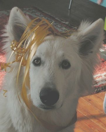 Weißer Schweizer Schäferhund Hunde Foto 29610 in höherer Auflösung ansehen Weißer Schweizer Schäferhund
