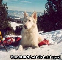 Weißer Schweizer Schäferhund Hunde Foto 17534 in höherer Auflösung ansehen Weißer Schweizer Schäferhund Unsere Hündin Shadow im Winterurlaub