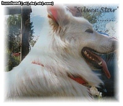 Weißer Schweizer Schäferhund Hunde Foto 21308 in höherer Auflösung ansehen Weißer Schweizer Schäferhund Kingsmeadow Silver Star