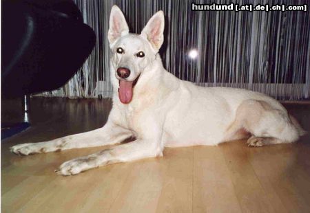 Weißer Schweizer Schäferhund Hunde Foto 7911 Weißer Schweizer Schäferhund Gehen wir jetzt gassi?