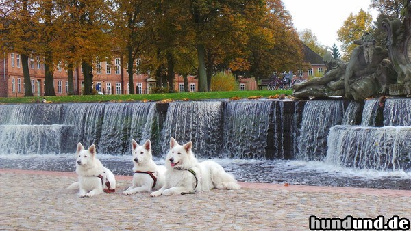 Weißer Schweizer Schäferhund Amy Pia-Mae  und Thaysen vor den Kaskaden / Ludwigslust / Mecklenburg -Vorpommern 