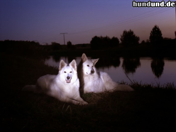 Weißer Schweizer Schäferhund Amy und Thyssen Berger Blanc Suisse zur nächtlichen Stunde