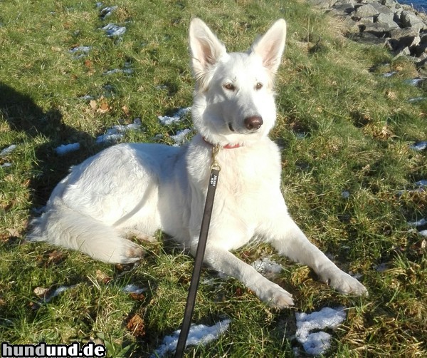 Weißer Schweizer Schäferhund White Dream Dancer Eleanor 