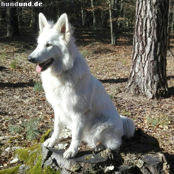 Weißer Schweizer Schäferhund Chiona Arjun vom Schweriner-Schloßgarten 