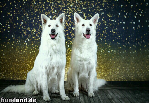 Weißer Schweizer Schäferhund Hunde Foto 47656 Weißer Schweizer Schäferhund White Dream Dancer Eleanor und Chiona Arjun vom Schweriner-Schloßgarten