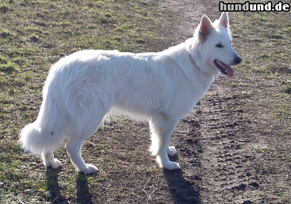 Weißer Schweizer Schäferhund Chiona Arjun vom Schweriner-Schloßgarten 