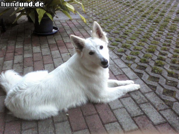 Weißer Schweizer Schäferhund Weißer Schäferhund