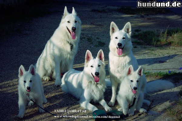 Weißer Schweizer Schäferhund Fünf Weiße Schweizer Schäferhunde auf einem Fleck