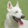 Weißer Schweizer Schäferhund, Berger Blanc Suisse