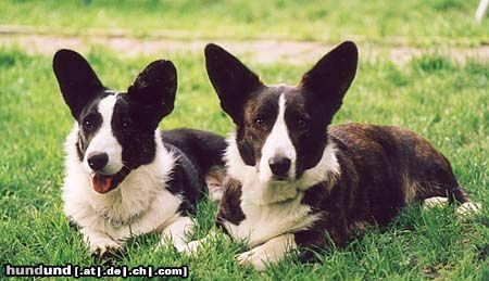 Welsh Corgi Cardigan Big Wood's TINY CHECKMATE & Int.Ch. CUDKA LISIURA z Anegdoty