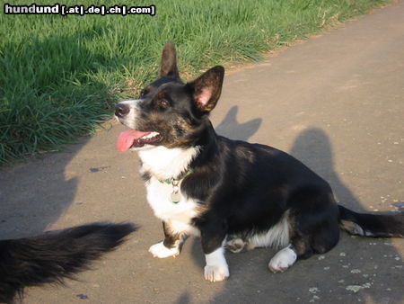 Welsh Corgi Cardigan Hunde Foto 44876 in höherer Auflösung ansehen Welsh Corgi Cardigan Audrey