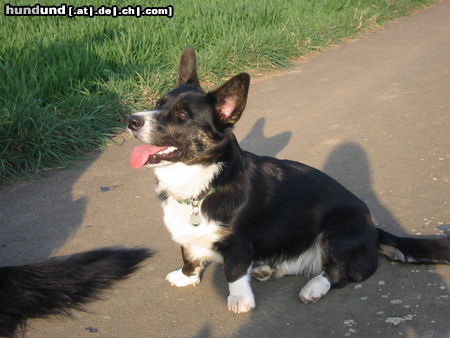 Welsh Corgi Cardigan Audrey