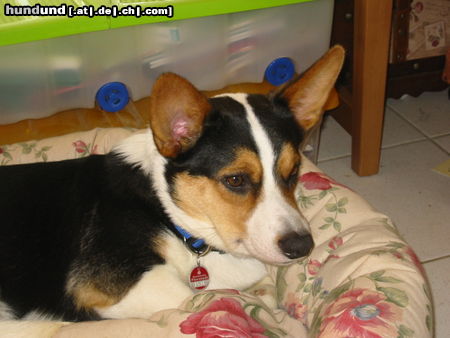 Welsh Corgi Cardigan Hunde Foto 45020 in höherer Auflösung ansehen Welsh Corgi Cardigan Gilmore of the Blue Legend