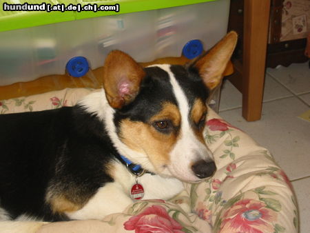 Welsh Corgi Cardigan Gilmore of the Blue Legend