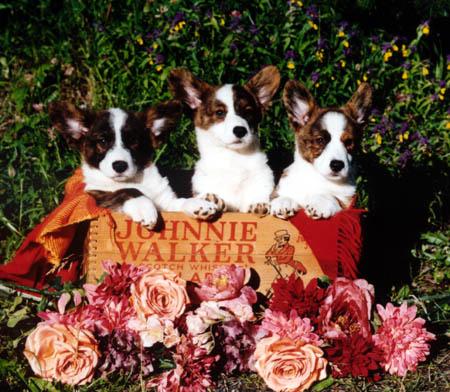 Welsh Corgi Cardigan Hunde Foto 790 Welsh Corgi Cardigan