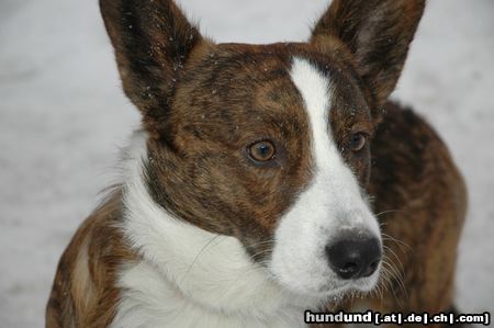 Welsh Corgi Cardigan my friend (BOB & BIS in Poland 2004)