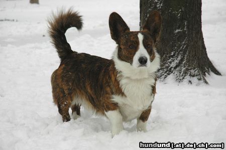 Welsh Corgi Cardigan my friend (BOB & BIS in Poland 2004)