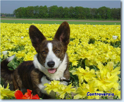 Welsh Corgi Cardigan Bagera from Controversia Kennel