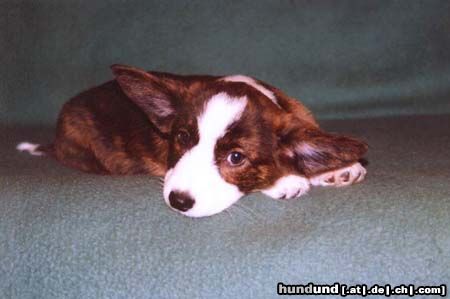 Welsh Corgi Cardigan BATMAN FOREVER Controversia