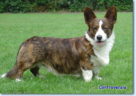 Welsh Corgi Cardigan BATMAN FOREVER Controversia - ClubWinner x3