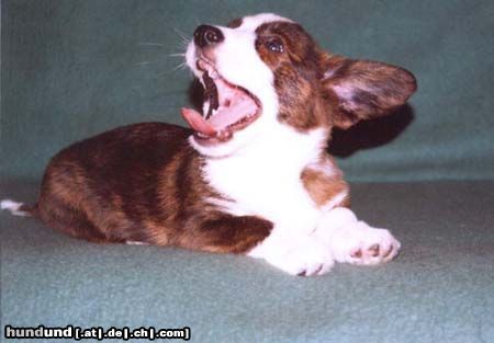 Welsh Corgi Cardigan BRAWURA FANATYCZKA Controversia